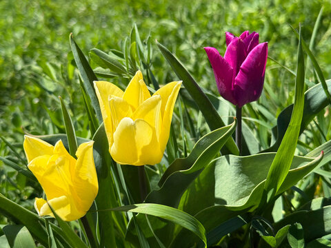 Yellow and pink purple tulips in the field.