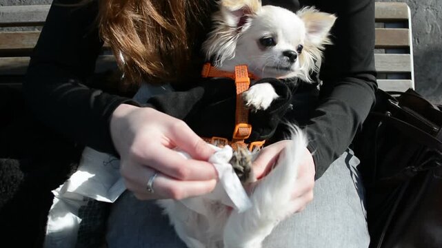 Woman cleaning paw of small long haired chihuahua dog with wet wipe. Pet owner caring for puppy on bench. Daily hygiene and grooming of canine animal companion.
