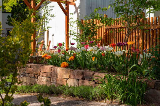 Naturnaher nat&uuml;rlicher Vorgarten mit Sandsteinmauer und Hochbeet mit farbigen Tulpen im April