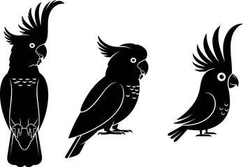 Cockatoo bird vector set with stylized parrot silhouettes, detailed crest feathers, exotic wildlife icons, and black minimal illustration collection © MdMostafijur
