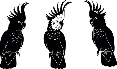 Cockatoo silhouette vector set with detailed crest feathers, black and white parrot illustrations, exotic bird wildlife collection © MdMostafijur