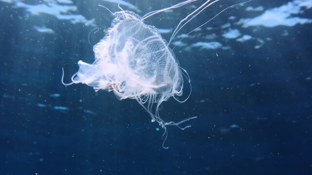 Transparent jellyfish floating static in blue water with bright sun rays
