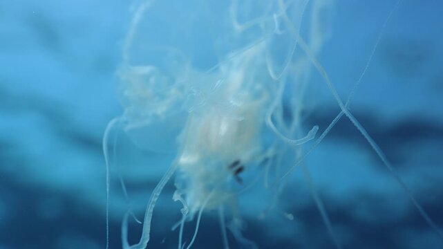Macro of Phacellophora camtschatica's tentacles with a small fish hiding inside