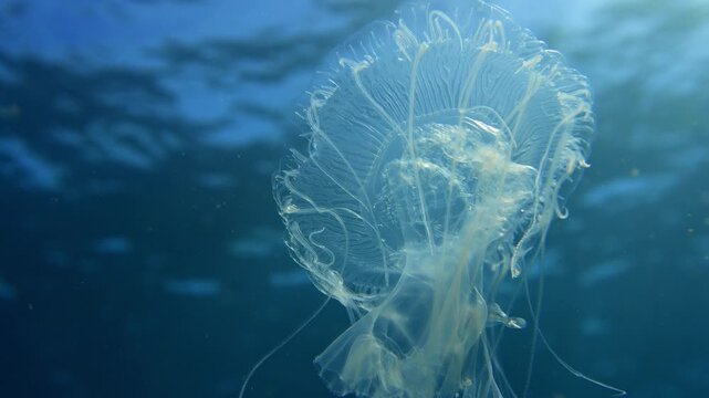 Full view of a clear jellyfish with a small fish in its tentacles