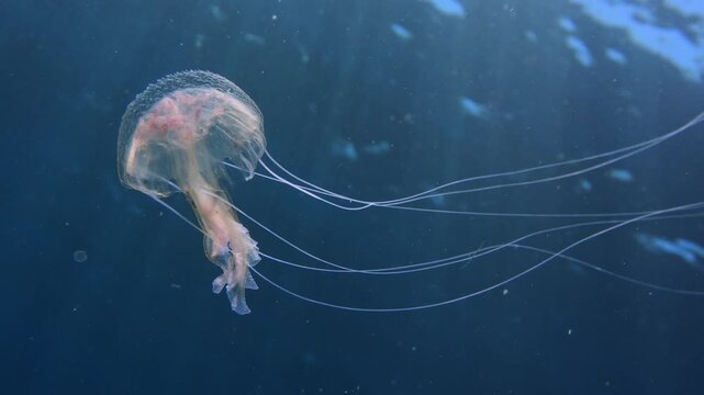 Transparent jellyfish swimming against the sun rays in blue water with two small fish
