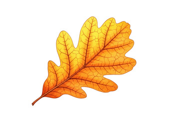 Fototapeta premium A single, perfectly formed autumn oak leaf in yellow-orange gradient with intricate brown veins, subtly curled, rendered in traditional watercolor illustration style against a transparent background