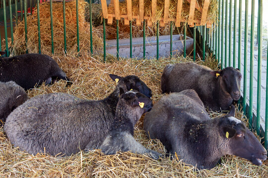 Black sheep heard inside farm interior standing on hay