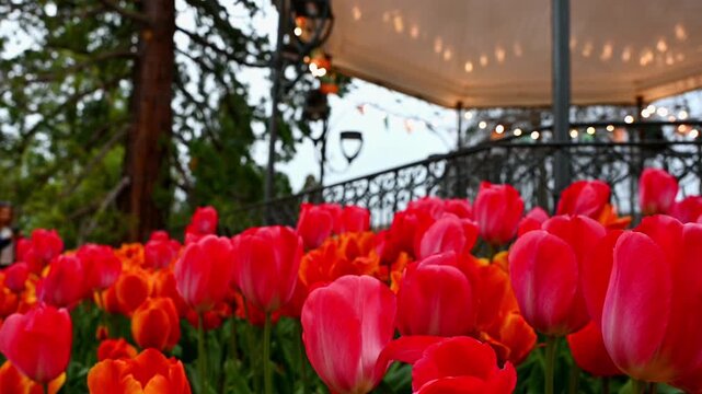 Real Time Red Orange Tulips Spring Garden. Morges, Vaud, Switzerland.