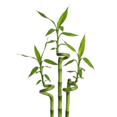 Obraz premium Fresh green bamboo plants growing upright