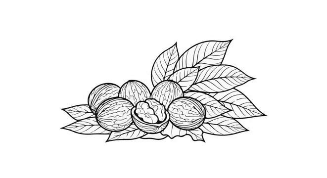 Line art sketch of walnuts with leaves