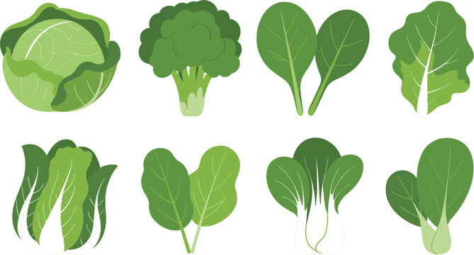 Professional vector illustration featuring a set of eight healthy green leafy vegetables and various cabbages.