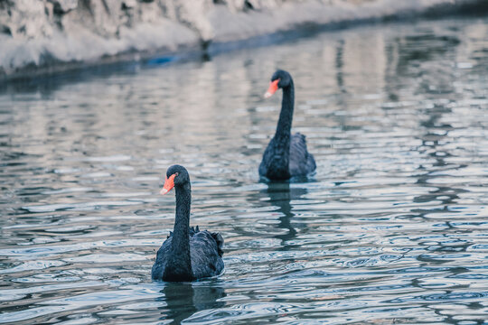 Two black swans gliding on a calm water surface during daytime. Black feathers, long necks, and orange beaks