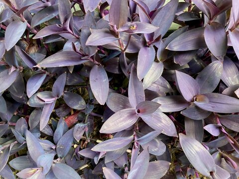 purple heart plants background of tradescantia pallida