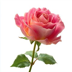 Obraz premium Beautiful pink rose isolated on white background