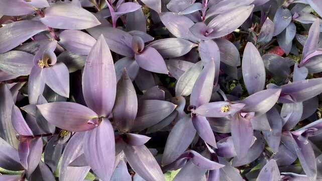 vibrant purple heart plant leaves in a dense garden arrangement