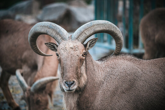 Barbary sheep, Ammotragus lervia, with impressive curved horns, standing in its habitat, part of a herd