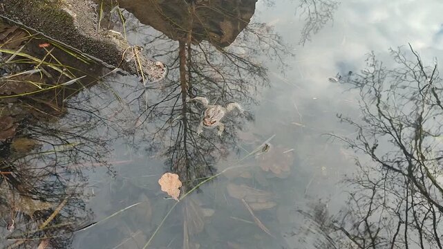 A cute toad loves to lie on the water of a pond.