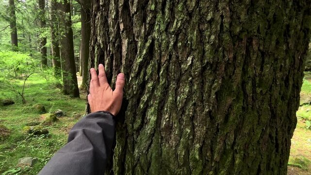 Male Hand Touching Pine Tree Bark in Forest.