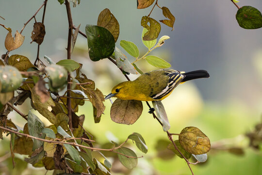 Common lora (Aegithina tiphia)  bird perched on a leafy branch surveying its surroundings