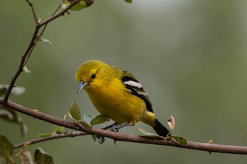 Fototapeta premium A Common lora (Aegithina tiphia) bird with black and white markings perched on a branch in a natural setting