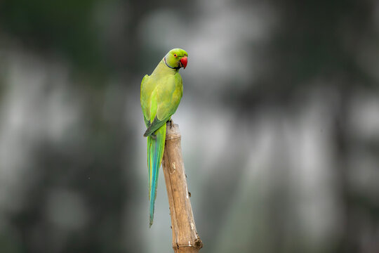 A Rose-ringed (Psittacula Krameri)  green parrot with a red beak and long tail on a wooden post against a blurred backdrop