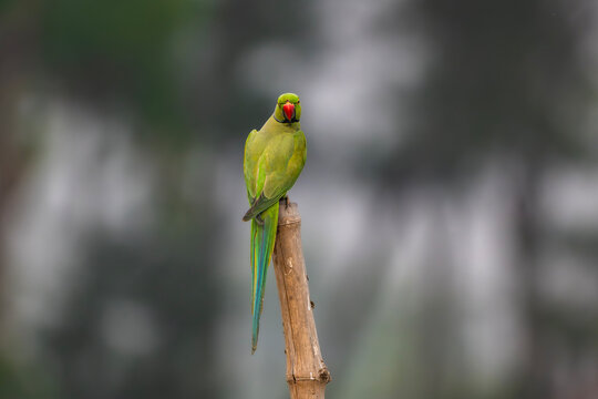 A Rose-ringed (Psittacula Krameri)  green parrot with a red beak perched on a tree branch against a blurred background
