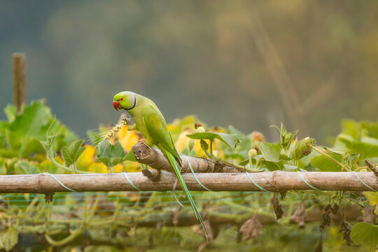 A Rose-ringed (Psittacula Krameri)  parrot with a red beak eating leaves on a branch in a natural setting