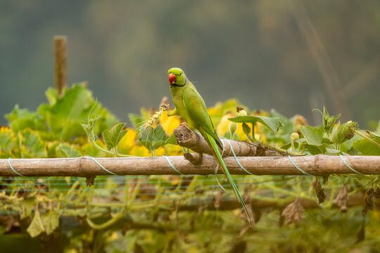 A Rose-ringed (Psittacula Krameri)  green parrot eating leaves on a branch amidst lush foliage