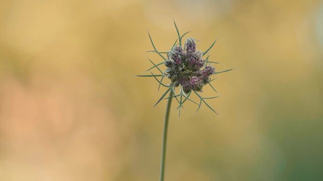 Spiky seed head on thin stem isolated against soft background