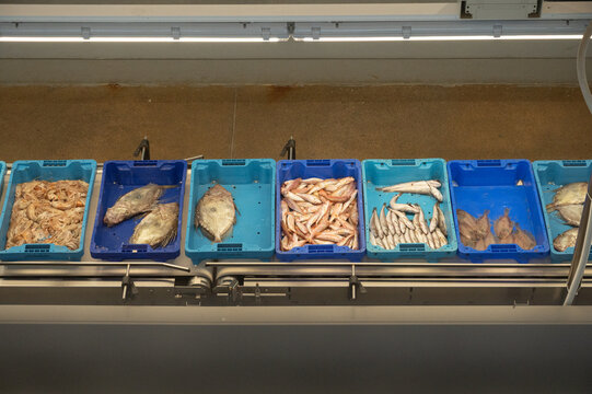 Fresh fish and seafood in Denia Alicante auction