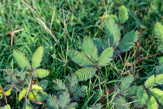 Sensitive Plant (Mimosa pudica) Leaves Growing in Green Grass