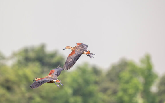 Two Lesser Whistling Duck (Dendrocygna javanica) ducks soaring through the sky above a blurred green landscape