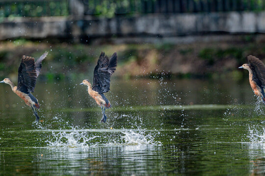 Three Lesser Whistling Duck (Dendrocygna javanica)  taking flight from a water surface, creating splashes
