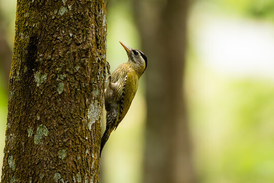 Streak-throated Woodpecker (Picus xanthopygaeus) clinging to a tree trunk in a forest setting