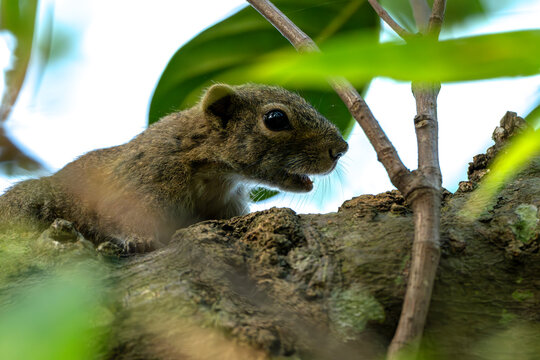 Irrawaddy Squirrel (Callosciurus pygerythrus) Perched on Tree Branch