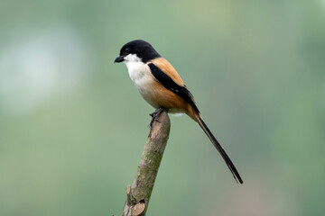 Obraz premium A black-capped bird perched on a branch, set against a soft green background