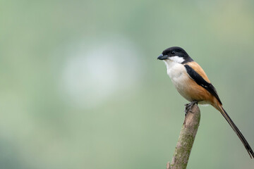 Fototapeta premium A bird perched thoughtfully on a branch, depicted against a light, blurred backdrop