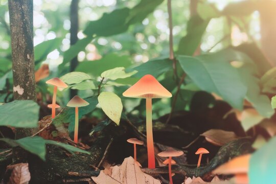 Vibrant mushrooms in lush jungle scenery