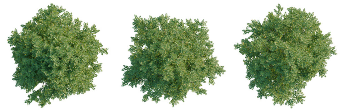 Carpinus caroliniana tree plan, top view, cutout, transparent background, isolate, Greenery foliage texture, close-up leaf pattern, natural organic background, nature backdrop
