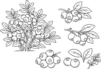Blueberry bush and berry branch vector outline illustration © Ajmot