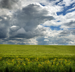 Fototapeta premium rapeseed with bright yellow flowers in the foreground and a green field of cereals under a sky clouds