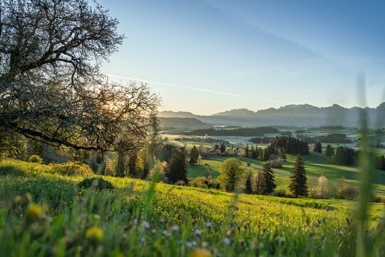 Sunrise over Allgaeu Alps near Fuessen: Idyllic Bavarian Landscape with Green Meadows, Spring Flowers and Misty Mountains in Golden Light, Germany - Rural Countryside Panorama for Travel Backgrounds