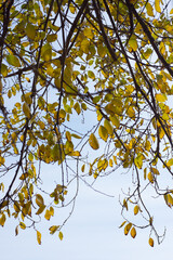 Fototapeta premium Green And Yellow Leaves On A Tree Against A Blue Sky