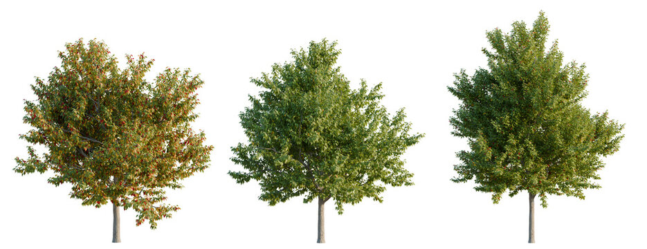 Acer negundo tree, elevation, front view, cutout, transparent background, isolate, Autumn foliage with vibrant red and orange hues, perfect for seasonal design and nature themes.