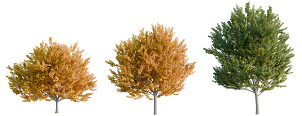 Acer saccharinum tree, elevation, front view, cutout, transparent background, isolate, Detailed close-up of a vibrant autumn maple tree with stunning foliage and intricate branch detail. © Peter Hai