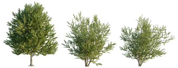 Acer saccharinum tree, elevation, front view, cutout, transparent background, isolate, Realistic spruce tree with detailed needles and branches, perfect for landscaping and nature design © Peter Hai