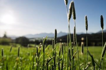 Naklejka premium Close up of green grass stalks and wild ears in an Allgaeu meadow with blurred mountains and sunset sky in the background