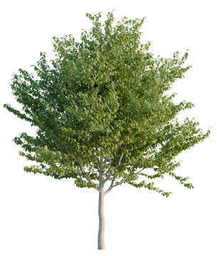Celtis occidentalis tree, elevation, front view, cutout, transparent background, isolate, Detailed Green Tree Branch with Lush Foliage, Natural Texture, High Resolution, Botanical Element