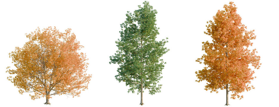 Fraxinus americana tree, elevation, front view, cutout, transparent background, isolate, Autumn Maple Tree with Vibrant Red Leaves, Detailed Branch Structure, Natural Beauty