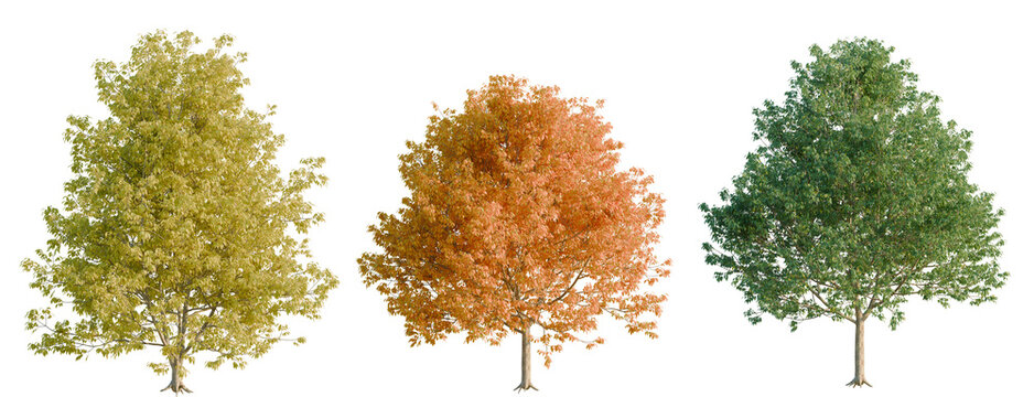 Fraxinus americana tree, elevation, front view, cutout, transparent background, isolate, Detailed Close-Up of a Maple Tree Branch with Vibrant Autumn Leaves, PNG Format